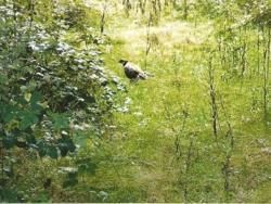 O.N.C.F.S. Visite du domaine de Saint-Benoîst en Forêt de Rambouillet (78) en 2006 - Etude sur le faisan vénéré.